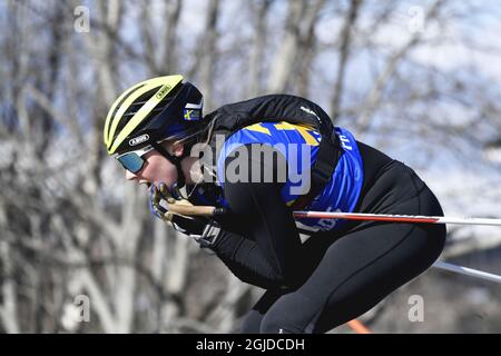 Stina Nilsson et l'équipe suédoise de biathlon s'entraîner sur des skis à roulettes à Ostersund, en Suède, le 12 mai 2020. Photo: Pontus Lundahl / TT code 10050 Banque D'Images