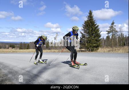 Stina Nilsson et l'équipe suédoise de biathlon s'entraîner sur des skis à roulettes à Ostersund, en Suède, le 12 mai 2020. Photo: Pontus Lundahl / TT code 10050 Banque D'Images