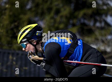 Stina Nilsson et l'équipe suédoise de biathlon s'entraîner sur des skis à roulettes à Ostersund, en Suède, le 12 mai 2020. Photo: Pontus Lundahl / TT code 10050 Banque D'Images