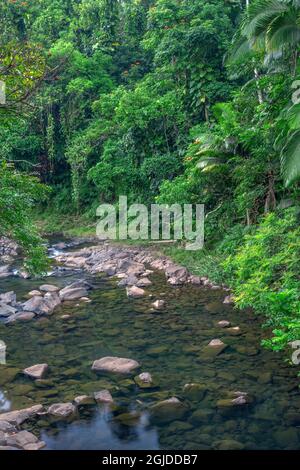 États-Unis, Hawaï, Big Island d'Hawaï. Hamakua Coast, Ka Wainui Stream parcours lentement à travers la forêt tropicale, Old Mamalahoa Highway. Banque D'Images