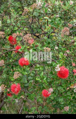 États-Unis, Hawaï, Big Island d'Hawaï. Parc national des volcans d'Hawaï, arbres d'Ohia lehua aux fleurs rouges et aux fruits. Banque D'Images