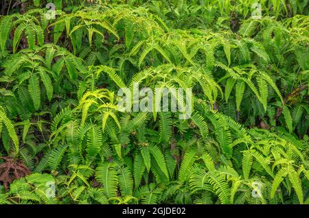 États-Unis, Hawaï, Big Island d'Hawaï. Parc national des volcans d'Hawaï, croissance dense d'uluhe ou de fougères de staghorn, près des évents à vapeur volcaniques. Banque D'Images