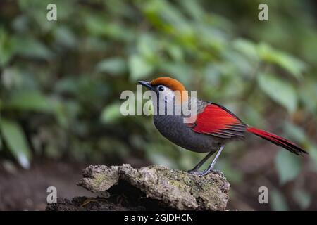 Laughingthrush à queue rouge (Trochalopteron milnei). Photo: Magnus Martinsson / TT code 2734 Banque D'Images