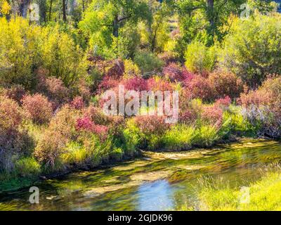 États-Unis, Idaho, Swan Valley le long de la rivière Snake en bois de poule et en bois de coton dans les couleurs d'automne Banque D'Images