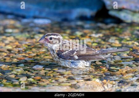 Bain de femme à la poitrine de rose de Grosbeak (Pheucticus ludovicianus), comté de Marion, Illinois. Banque D'Images