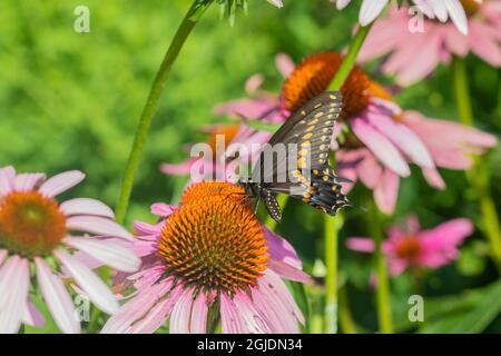 Mâle de queue noire (Papilio polyxenes) sur fleur de copeau pourpre (Echinacea purpurea), comté de Marion, Illinois. Banque D'Images