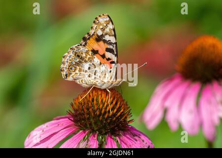 Painted Lady (Vanessa cardui) on Purple Coneflower (Echinacea purpurea), Marion County, Illinois. Banque D'Images