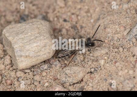 Abeille minière (Andrena bicolor), homme photo: Ola Jennersten / TT / code2754 Banque D'Images