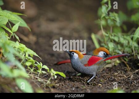 Laughingthrush à queue rouge (Trochalopteron milnei). Photo: Magnus Martinsson / TT / 2734 Banque D'Images