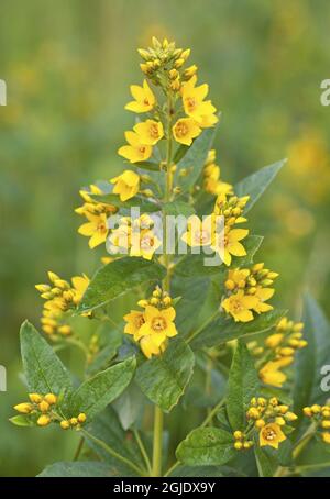 Loosestrife jaune, Lysimachia vulgaris photo: Bengt Ekman / TT / code2706 Banque D'Images