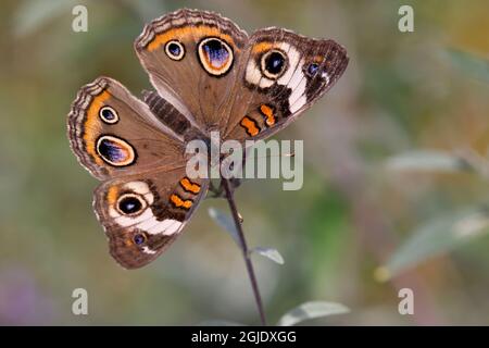 Papillon rouge commun, Junonia coenia, réserve naturelle de Creasey Mahan, Kentucky Banque D'Images