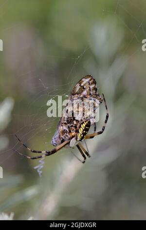 Araignée de jardin jaune avec papillon capturé, réserve naturelle de Creasey Mahan, Kentucky Banque D'Images