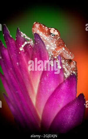 États-Unis, Kentucky. Grenouille cannelle sur fleur. Banque D'Images