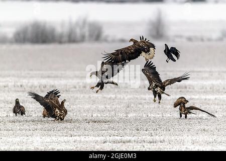 L'aigle à queue blanche (Haliaeetus albicilla) volant. Jeunes et vieux aigles ensemble. Photo: Ola Jennersten / TT / code 2754 Banque D'Images