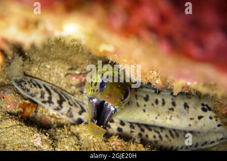 L'anguille de Moray fimbrié (Gymnothorax fimbriatus) dépasse de derrière une roche dans la mer philippine le 25 décembre 2011 Banque D'Images