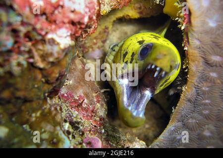 L'anguille de Moray fimbrié (Gymnothorax fimbriatus) dépasse de derrière une roche dans la mer philippine le 31 décembre 2010 Banque D'Images