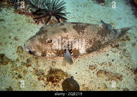 Le puffeur stellaire (Arothron stellatus) nage dans la mer philippine le 25 décembre 2011 Banque D'Images