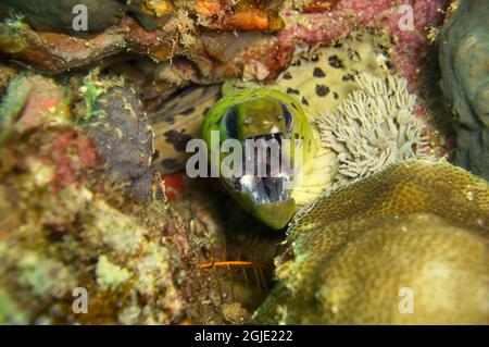 L'anguille de Moray fimbrié (Gymnothorax fimbriatus) dépasse de derrière une roche dans la mer philippine le 30 décembre 2011 Banque D'Images