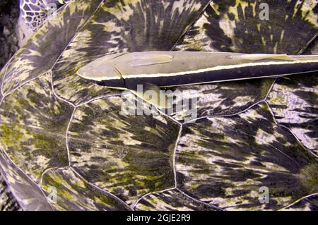 Suckerfish mince (Echeneis Naucrates) sur le bouclier d'une tortue de mer dans la mer philippine 18 décembre 2011 Banque D'Images