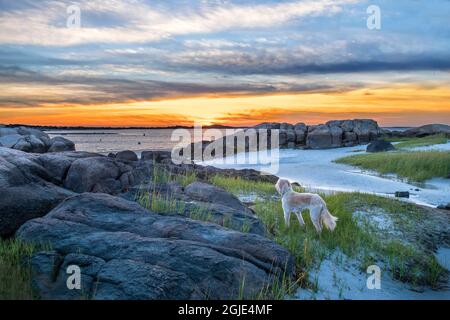 Labradoodle sur Lighthouse Beach, Annisquam, Gloucester, Massachusetts, États-Unis. (PR) Banque D'Images