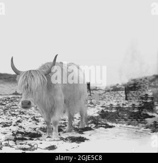 Années 1960, histoire, hiver et une vache des hautes terres debout à l'extérieur sur un terrain enneigé, Écosse, Royaume-Uni. Banque D'Images