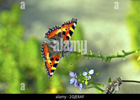 Petit papillon tortoiseshell (Aglais urticae) sur la fusée de mer (Cakile maritima) Oland, Suède photo: Bengt Ekman / TT / code 2706 Banque D'Images