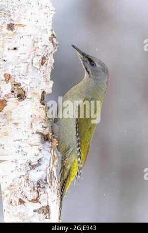 Pic à tête grise (Picus canus) photo : Ola Jennersten /TT / code 2754 Banque D'Images