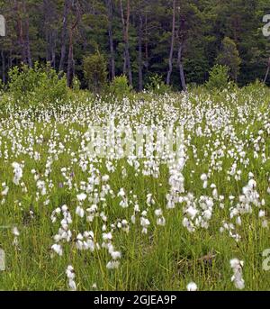 Coton à feuilles larges (Eriophorum latifoium) photo : Bengt Ekman / TT / code 2706 Banque D'Images