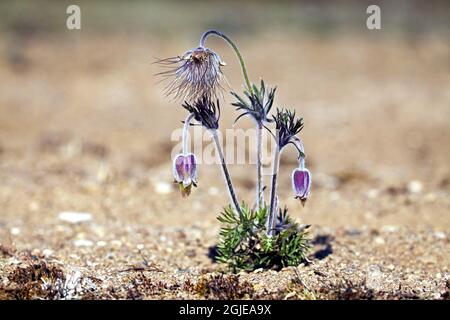 Petite fleur de pasque (Pulsatilla pratensis) photo: Bengt Ekman / TT / code 2706 Banque D'Images