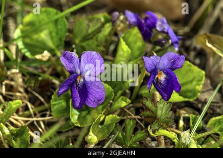 Violet de bois, violet doux (Viola odorata) photo: Ola Jennersten / TT / code 2754 Banque D'Images