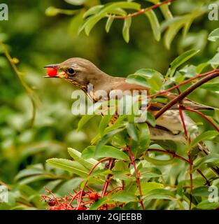 Les oiseaux pachent les baies de rowan mûres sur l'arbre. Banque D'Images