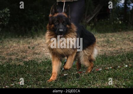 Charmant Berger allemand doux noir et rouge court en anneau à l'exposition canine avec maître. Le chien berger à poil long est très beau à courir sur l'herbe en fi Banque D'Images