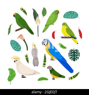 Modèle avec perroquets carrés pour un imprimé enfant. Composition rectangulaire des oiseaux tropicaux macaw, cacatoo, amazone, sénégal et néophema. Ensemble vectoriel de la vie de la jungle dans le style de dessin animé. Illustration de Vecteur