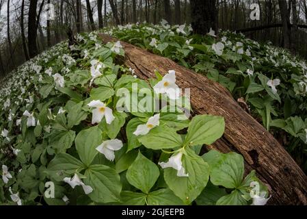 Trillium fleuri au printemps sur le fond de la forêt, Michigan. Banque D'Images