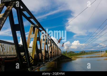 Des garçons ruraux sautant sur la rivière Hhoripur depuis le haut d'un pont pour s'amuser et s'amuser pendant la saison d'automne. Sylhet, Bangladesh. Banque D'Images