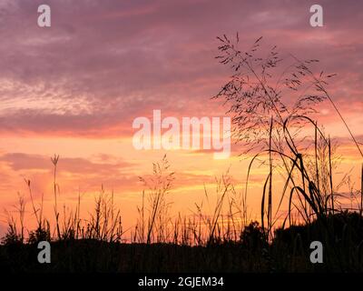 Lever du soleil au-dessus de la prairie, parc régional Murphy-Hanrahan, centre du Minnesota (au sud de Minneapolis), grande herbe à bluestem à gauche, herbe indienne à droite Banque D'Images