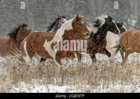 Troupeau de chevaux de rodéo traversant la prairie en hiver, Kalispell, Montana. Banque D'Images