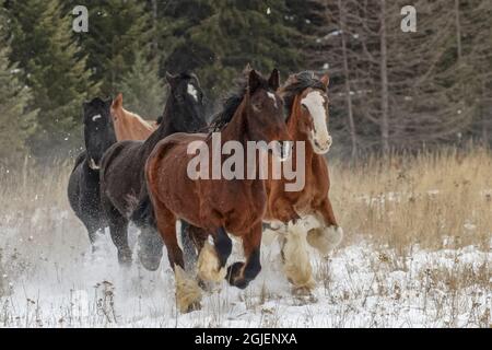 Troupeau de chevaux de rodéo traversant la prairie en hiver, Kalispell, Montana. Banque D'Images