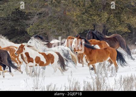 Troupeau de chevaux de rodéo traversant la prairie en hiver, Kalispell, Montana. Banque D'Images