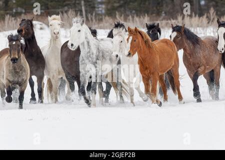 Troupeau de chevaux de rodéo traversant la prairie en hiver, Kalispell, Montana. Banque D'Images