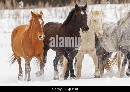 Troupeau de chevaux de rodéo traversant la prairie en hiver, Kalispell, Montana. Banque D'Images