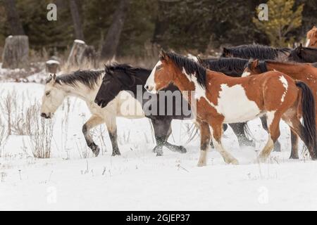 Troupeau de chevaux de rodéo traversant la prairie en hiver, Kalispell, Montana. Banque D'Images