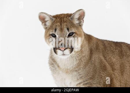 Lion de montagne dans la neige d'hiver, Montana. Banque D'Images