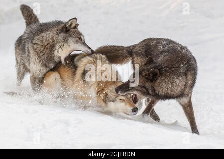 Toundra loups montrant un comportement dominant en hiver, situation contrôlée, Canis lupus albus Banque D'Images