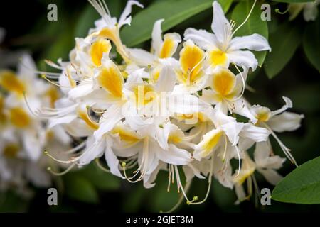 Grappe de fleurs azalées blanches et jaunes dans le jardin de printemps. Banque D'Images