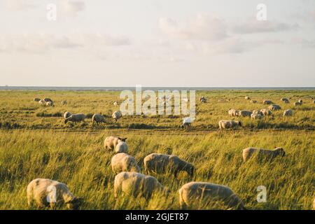 Industrie de l'élevage au nord de la France, région Bretagne. Pâturage de moutons en champ sur les rives de l'océan Atlantique dans la région française de Bretagne Banque D'Images