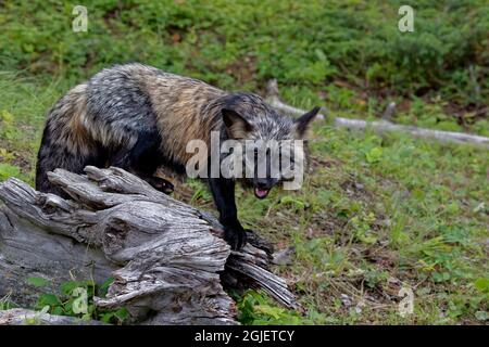 États-Unis, Montana. Renard roux en gros plan dans un environnement contrôlé. Crédit : Dennis Flaherty / Jaynes Gallery / DanitaDelimont.com Banque D'Images