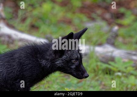 États-Unis, Montana. Kit de renard roux en gros plan dans un environnement contrôlé. Crédit : Dennis Flaherty / Jaynes Gallery / DanitaDelimont.com Banque D'Images