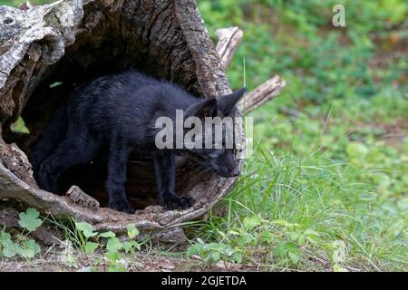 États-Unis, Montana. Kit de renard roux en gros plan dans un environnement contrôlé. Crédit : Dennis Flaherty / Jaynes Gallery / DanitaDelimont.com Banque D'Images