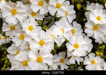 Le Cistus Salviifolius est également rosé à feuilles sauge, le salvia cistus ou la rose Gallipoli, un arbuste bushy aux inflorescences de fleurs rondes aux pétales blancs. Banque D'Images